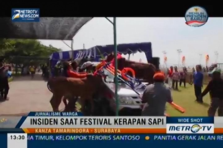 Insiden Saat Festival Kerapan Sapi 