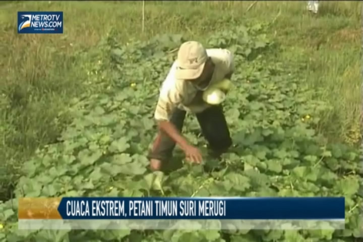 Cuaca Ektrem, Petani Timun Suri Merugi