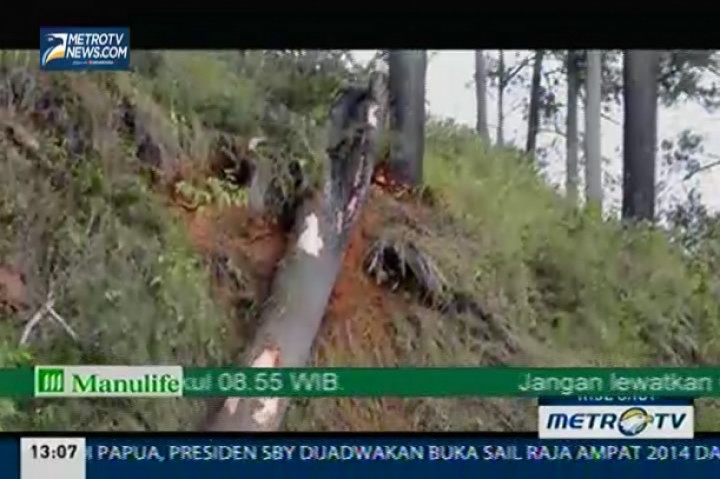 Pohon Tumbang di Parapat Simalungun