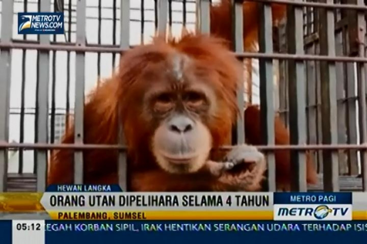 Balai KSDA Palembang Sita Dua Hewan Langka dari Warga