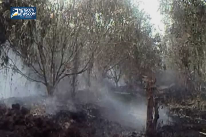 Puluhan Hektare Perkebunan Jeruk dan Rambuten Ludes Terbakar