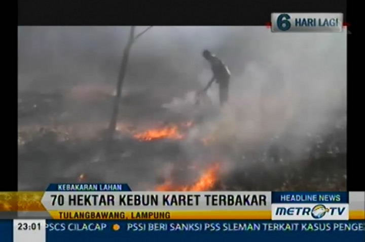 70 Hektar Kebun Karet di Tulangbawang Terbakar