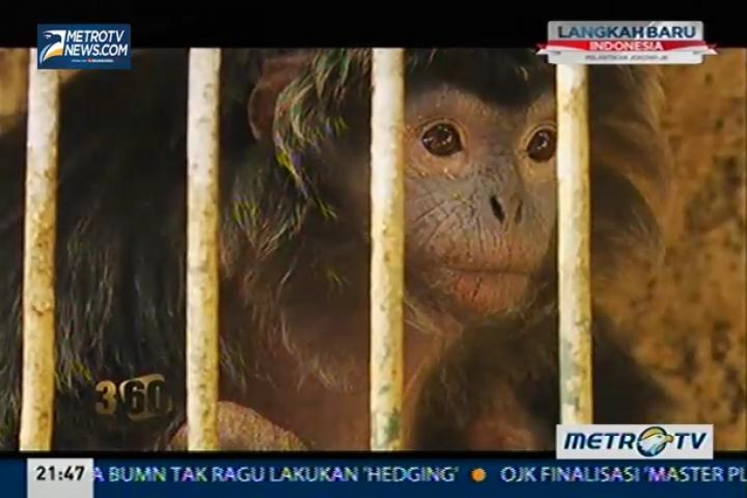 360: Peduli Menyelamatkan Hewan 