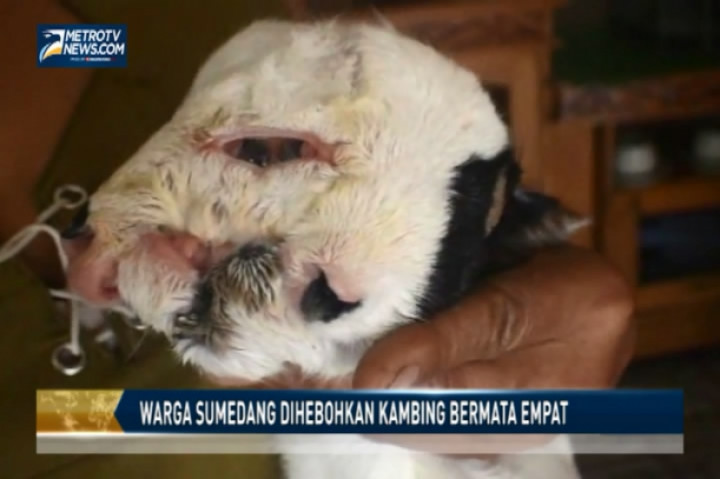 Warga Sumedang Dihebohkan Kambing Bermata Empat