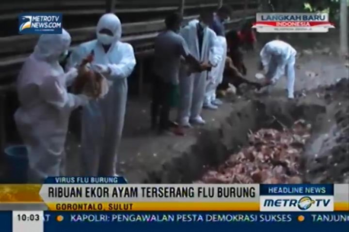 Virus Flu Burung di Gorontalo Kian Meluas