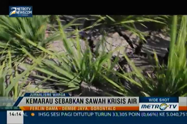 Kemarau Panjang, Sawah di Gorontalo Krisis Air