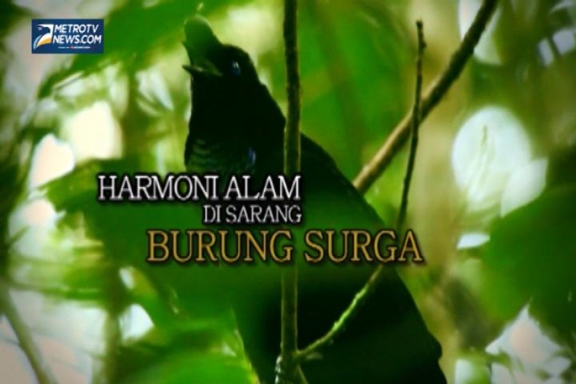 Harmoni Alam di Sarang Burung Surga