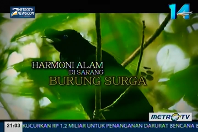 1000 Meter: Harmoni Alam di Sarang Burung Surga (1)