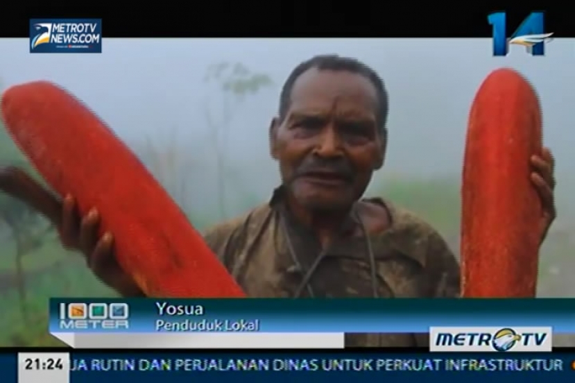 1000 Meter: Harmoni Alam di Sarang Burung Surga (3)