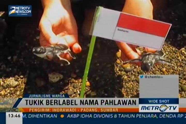 Mahasiswa UBH Lepas Tukik Penyu Berlabel Pahlawan