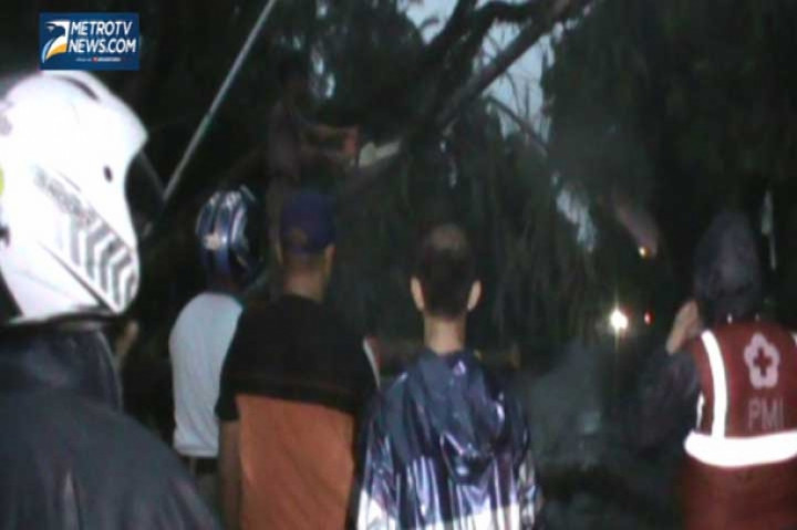 Hujan di Barengi Angin Tumbangkan Pohon Setinggi 10 Meter