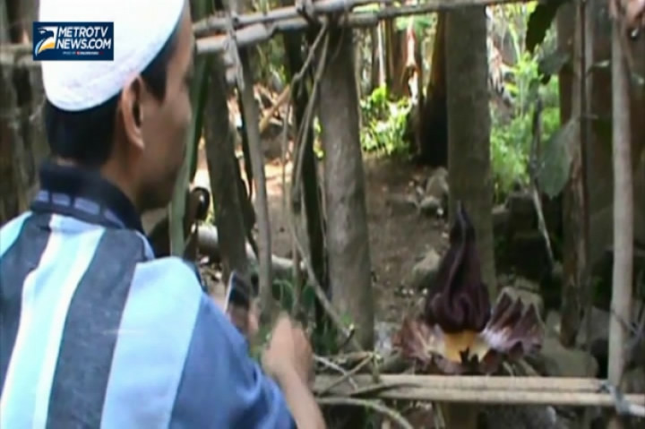 Bunga Bangkai Mekar Hebohkan Warga Pati