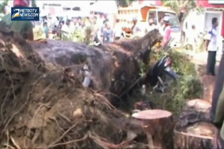 Cuaca Buruk, Pohon Tumbang Timpa Sepeda Motor dan Becak 