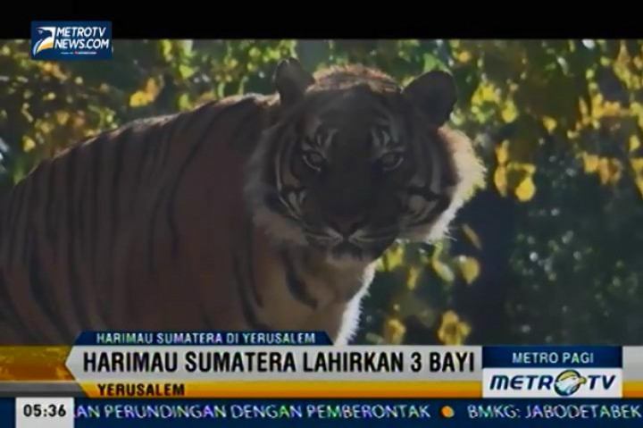 Harimau Sumatra Lahir di Kebun Binatang Jerusalem