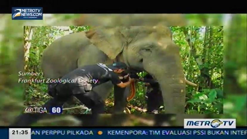 360: Pembunuhan Sadis Gajah Sumatera