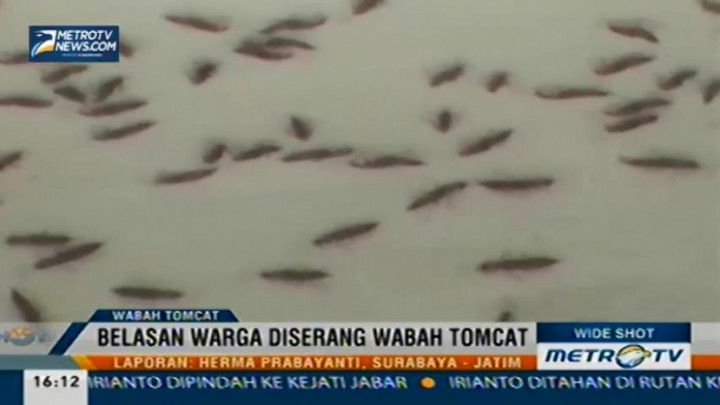 Belasan Warga Surabaya Diserang Wabah Tomcat