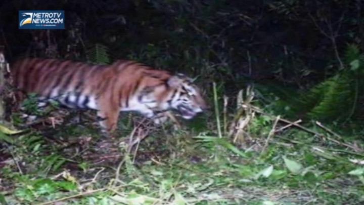 Masuk ke Pedesaan, 2 Ekor Harimau Sumatra Resahkan Warga Langkat