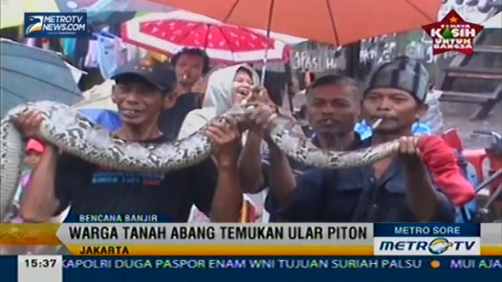 Hujan Deras, Warga Tanah Abang Temukan Ular Piton Sepanjang 4 Meter