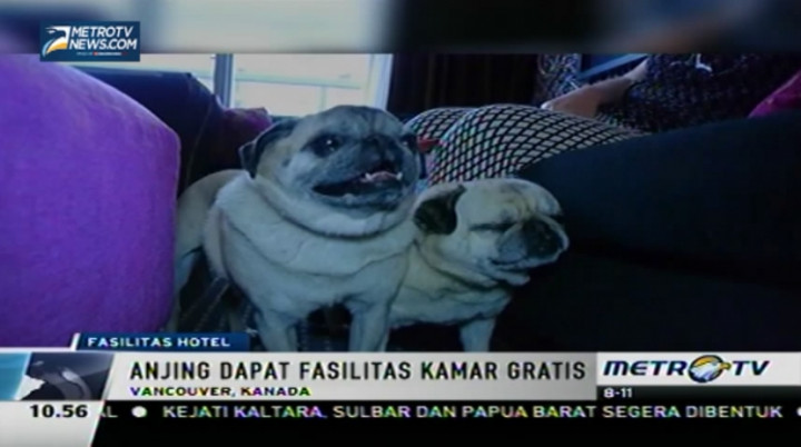 Wow, Hotel Mewah di Vancouver untuk Anjing Peliharaan  