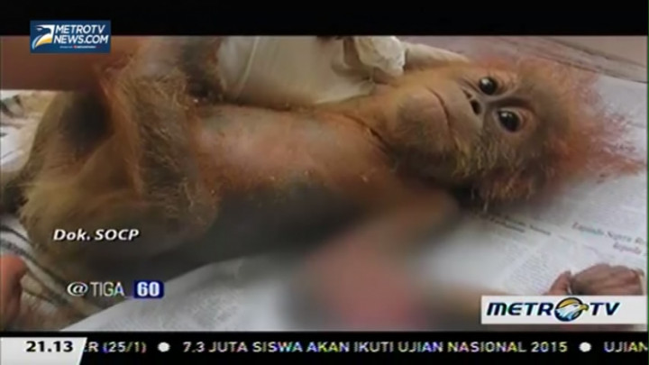 Karantina Orang Hutan di Hutan Sumatera