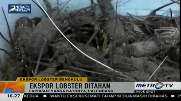 Petugas Gagalkan Ekspor Lobster Ilegal di Bengkulu