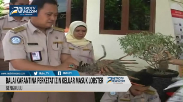Balai Karantina Bengkulu Perketat Izin Keluar Masuk Lobster
