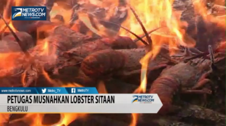 Petugas Musnahkan Lobster Sitaan dari Pulau Enggano