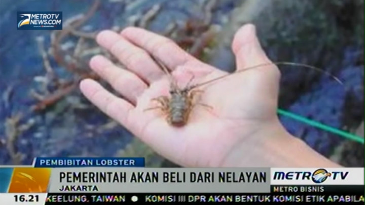 Susi Pudjiastuti Rencanakan Pembibitan Lobster