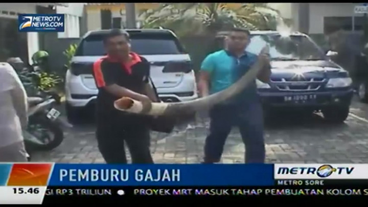 Polda Riau Berhasil Tangkap Komplotan Pemburu Gajah Sumatra 