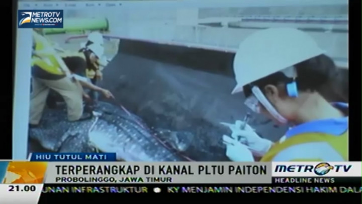 Lama Terperangkap, Hiu Tutul Ini Akhirnya Mati 