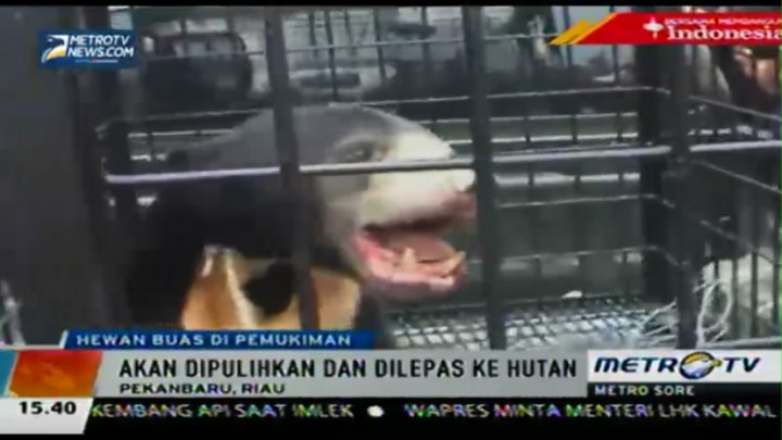Berkeliaran di Pemukiman Warga, Seekor Beruang Ditangkap Polisi