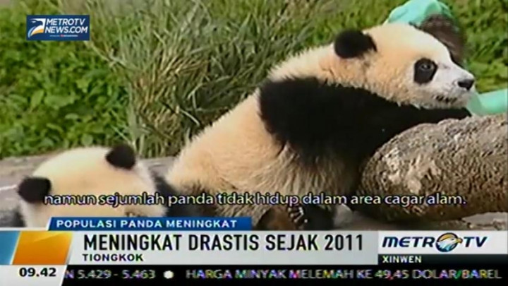 Populasi Panda Meningkat Drastis