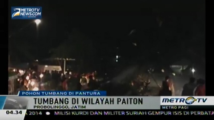 Pohon Tumbang Sebabkan Macet di Jalur Pantura 