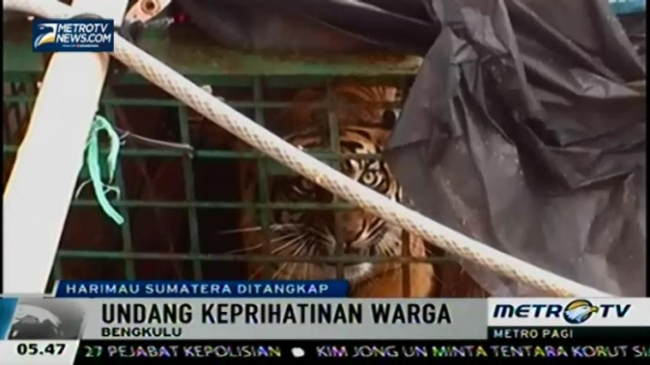 Dua Ekor Harimau Sumatra Tertangkap Jadi Tontonan Warga