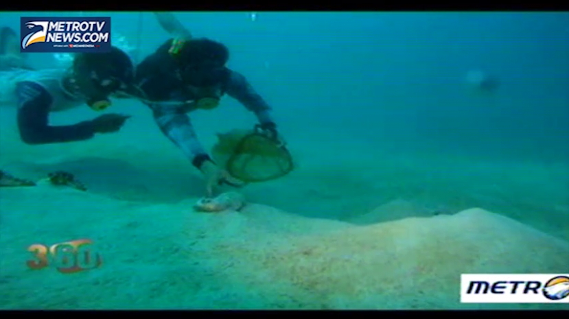 Korbankan Nyawa Demi Berburu Teripang