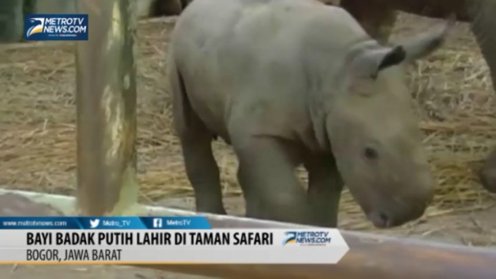 Bayi Badak Putih Lahir di Taman Safari  