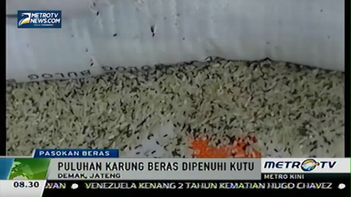 Ratusan Ton Raskin Ditumbuhi Kutu 