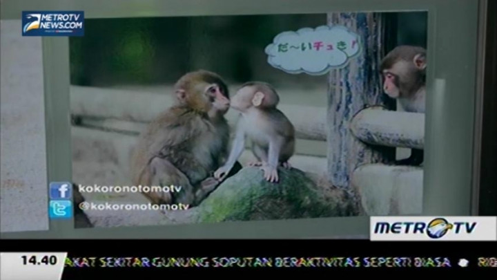 Mengunjungi Taman Monyet Takasakiyama 