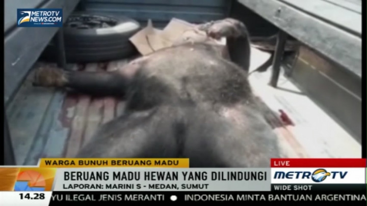 Masuk ke Pemukiman, Beruang Madu Dibunuh Warga