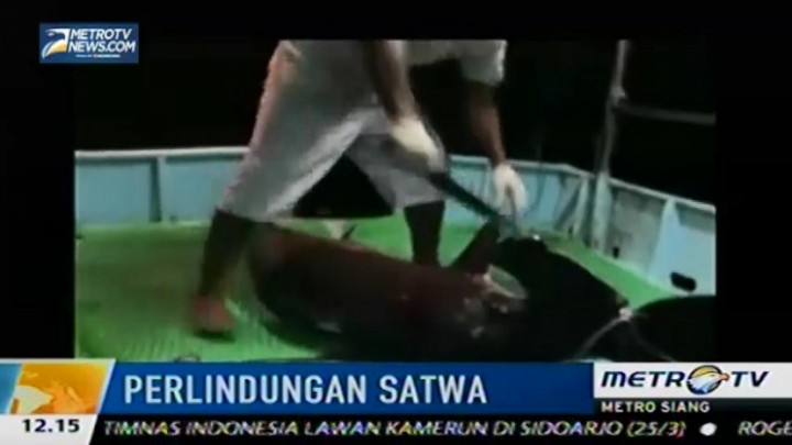 Kosta Rika Dikecam Aktivis Terkait Penangkapan Hiu 