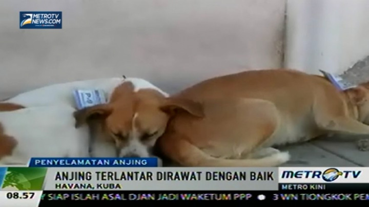 Pemerintah Kuba Tarik Turis dengan Merawat Anjing Terlantar