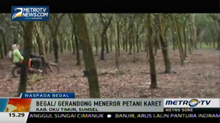 Tak Hanya di Jalan, Begal Juga Ancam Petani Karet di Perkebunan
