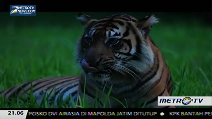 Eagle Special Project: Sang Predator (1)