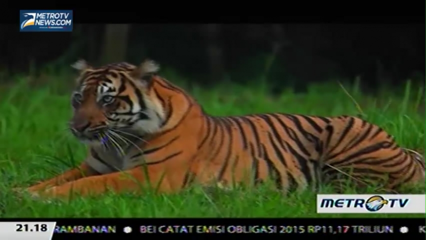 Eagle Special Project: Sang Predator (2)