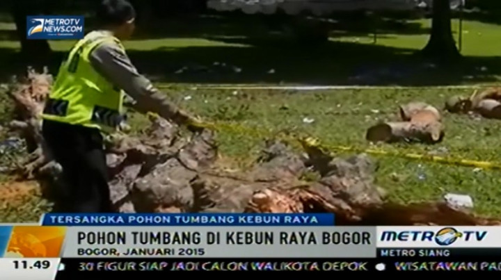 Polisi Tetapkan Tiga Tersangka Kasus Pohon Tumbang di KRB