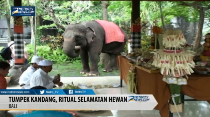 Melihat Tumpek Kandang, Ritual Selamatan untuk Hewan di Bali 