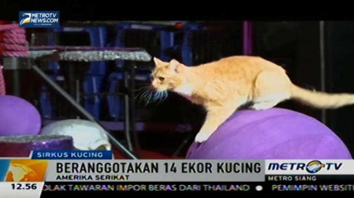 Wah, Kucing-kucing Ini Bisa Main Sirkus 