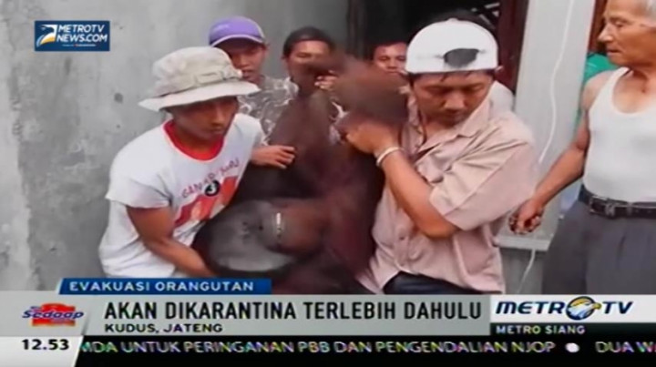 BSKDA Jateng Evakuasi Orang Utan yang Dipelihara Warga