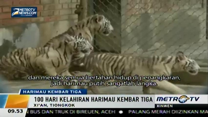 Perayaan 100 Hari Harimau Kembar Tiga di Tiongkok