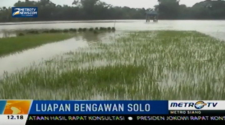 Bengawan Solo Meluap, 107 Hektar Sawah Terendam Banjir 